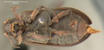 Media type: image;   Entomology 35447 Aspect: habitus ventral view